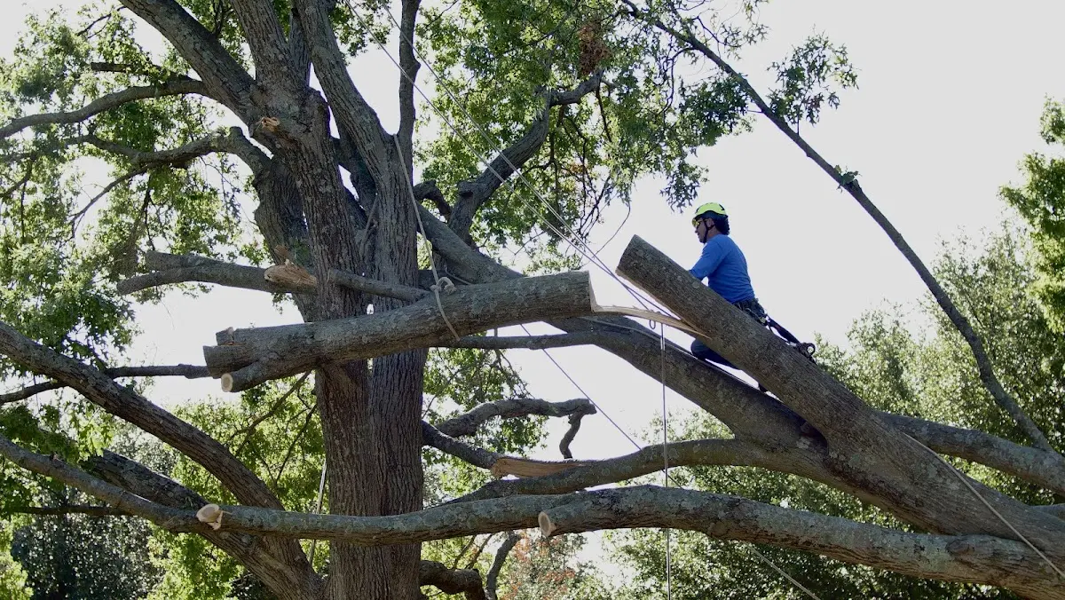 Professional Crown Thinning performed by certified arborists in West Winfield
