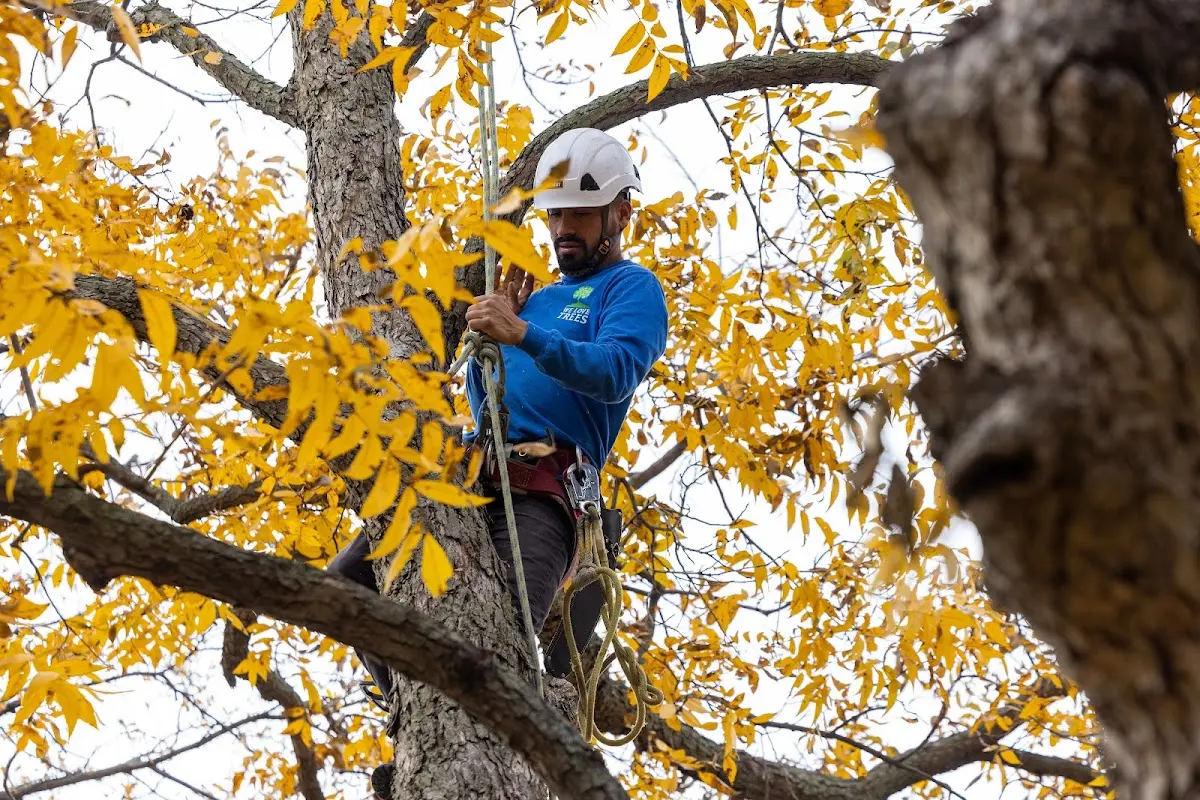 Skilled Tree Pruning crew working in West Winfield