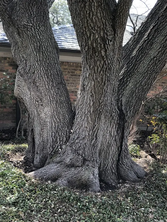 Mature heritage tree close to a West Winfield property cared for by certified arborists